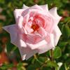 Bild rambler-rose-new-dawn-rosen-pflanzen-hof-jeebel_11013.jpg