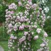 Bild ramblerrose-apple-blossom-rambler-hof-jeebel_14306.jpg