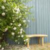 Bild ramblerrose-new-dawn-rosen-pflanzen-hof-jeebel_15337.jpg