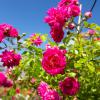 Bild ramblerrose-super-dorothy-rosen-pflanzen_6238.jpg