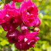 Bild ramblerrosen-super-dorothy-rosen-pflanzen_16155.jpg