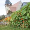 Bild rankende-kapuzinerkresse-saatgut-tropaeolum-majus_12671.jpg