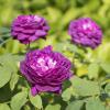 Bild remontantrose-reine-des-violettes-biogartenversand.jpg