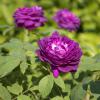 Bild remontantrose-reine-des-violettes-hof-jeebel_14600.jpg