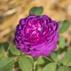 Bild remontantrosen-reine-des-violettes-hof-jeebel_14599.jpg