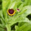 Bild ringelblume-golde-princess-black-center_19831.jpg