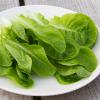 Bild romanasalat-larga-verde-bio-saat-hof-jeebel_14844.jpg