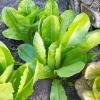 Bild romanasalat-larga-verde-bio-saatgut-hof-jeebel_7099.jpg