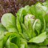 Bild romanasalat-romaine-des-melons-hof-jeebel_14681.jpg