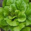 Bild romanasalat-romaine-des-melons.jpg