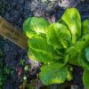 Bild romanasalat_romaine_des_melons_a_12066.jpg