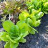 Bild romanasalat_romaine_des_melons_b_12065.jpg