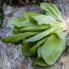 Bild romanasalat_romaine_des_melons_e_12064.jpg