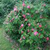 Bild rosa-gallica-officinalis-rosen-pflanzen-hof-jeebel_15326.jpg