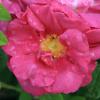 Bild rosa_gallica_officinalis_2_15239.jpg