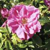 Bild rosa_rugosa_hansa_11010.jpg