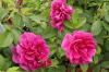 Bild rosa_rugosa_hansa_11011.jpg