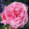 Bild rose-camelot-climber-getopfte-rose-hof-jeebel_14298.jpg