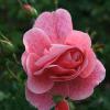 Bild rose-camelot-climber-getopfte-rosen-hof-jeebel_14297.jpg