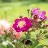 Bild rose-hermann-schmidt_20239.jpg