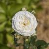 Bild rose-nostalgie-strauchrose-artemis-hof-jeebel_14596.jpg