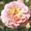 Bild rose_concerto_a.jpg