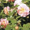 Bild rose_concerto_b.jpg