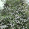 Bild rose_pauls_himalayan_musk_rambler_a_6131.jpg