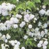 Bild rose_pauls_himalayan_musk_rambler_b.jpg