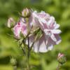 Bild rosen-beetrosen-bonica-82-hof-jeebel_14280.jpg