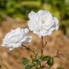 Bild rosen-bodendeckerrose-snow-ballet-biogartenversand_14626.jpg