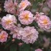 Bild rosen-pflanze-rambler-pauls-himalayan-musk_3766.jpg