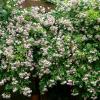 Bild rosen-pflanze_rambler-pauls-himalayan-musk_20484.jpg