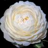 Bild rosen-pflanzen-getopft-white-gold_17023.jpg