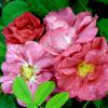 Bild rosen-pflanzen-rosa-gallica-officinalis-hof-jeebel_15327.jpg