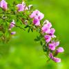 Bild: rosenginster-cytisus-purpureus-pflanze_20534.jpg 