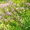 Bild: rosenginster_cytisus-purpureus-pflanze_20535.jpg 