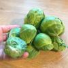 Bild rosenkohl_auslese_chou_de_bruxelle.jpg
