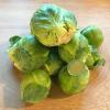 Bild rosenkohl_auslese_chou_de_bruxelle_2_11803.jpg