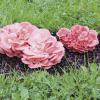 Bild rosenseitlinge-waldpilzbeet-pilzbrut-hof-jeebel_11230.jpg