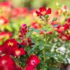 Bild rote-bodendeckerrose-pflanze-bienenweide_18894.jpg
