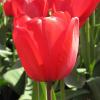 Bild rote-darwin-hybrid-tulpen-red-impression_17161.jpg