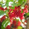 Bild rote-johannisbeeren-rovada-pflanzen_18596.jpg