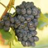 Bild rote-tafeltraube-nero-weinrebe-hof-jeebel_17201.jpg