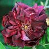 Bild rotes-phaenomen-rosen-pflanzen-hof-jeebel_15150.jpg