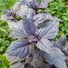 Bild rotes_basilikum_ocimum_basilicum_b_12444.jpg