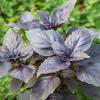 Bild rotes_basilikum_ocimum_basilicum_c.jpg