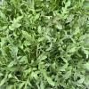 Bild: rucola-red-streaks-saatgut_20705.jpg 