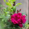 Bild rugosarose-rotes-phaenomen_14288.jpg