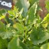 Bild saatgut-guter-heinrich-chenopodium_18933.jpg